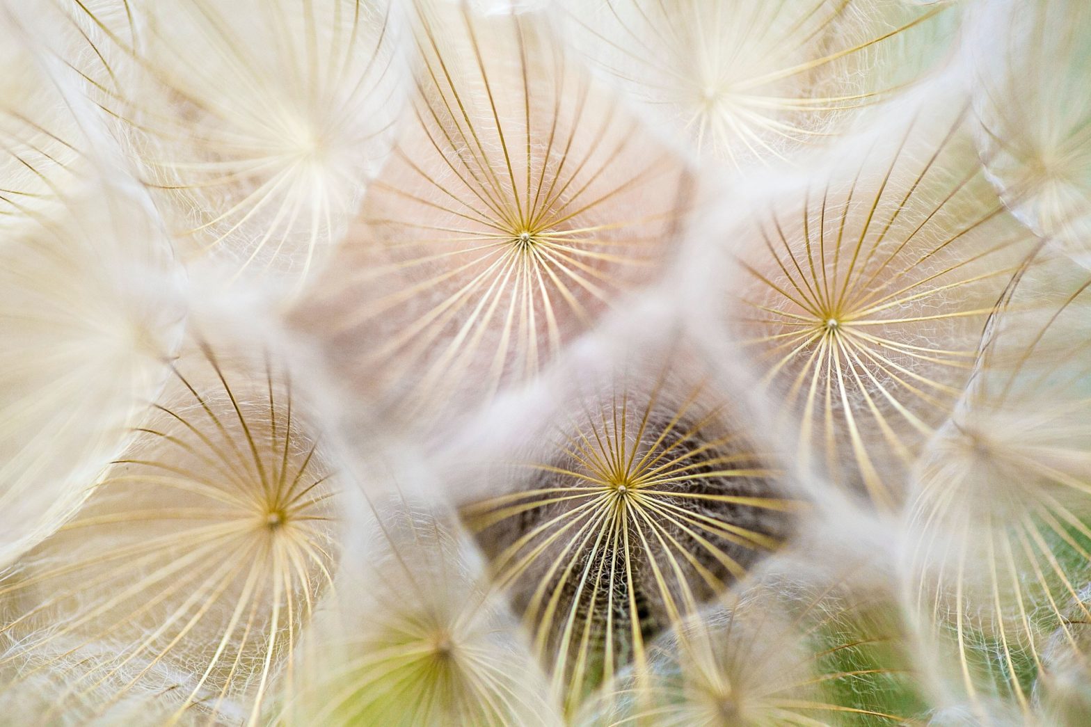 white dandelion flowers